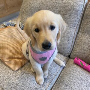 Dolly